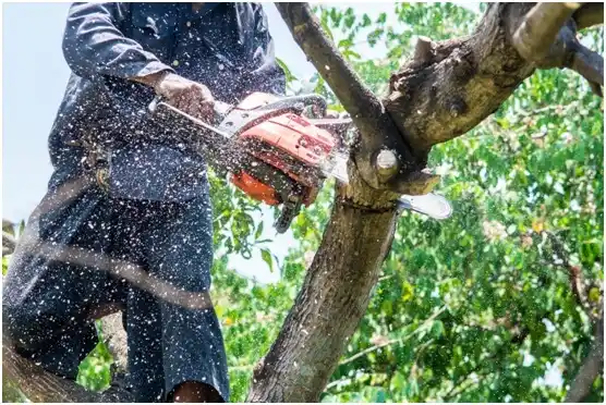 tree services Nocona